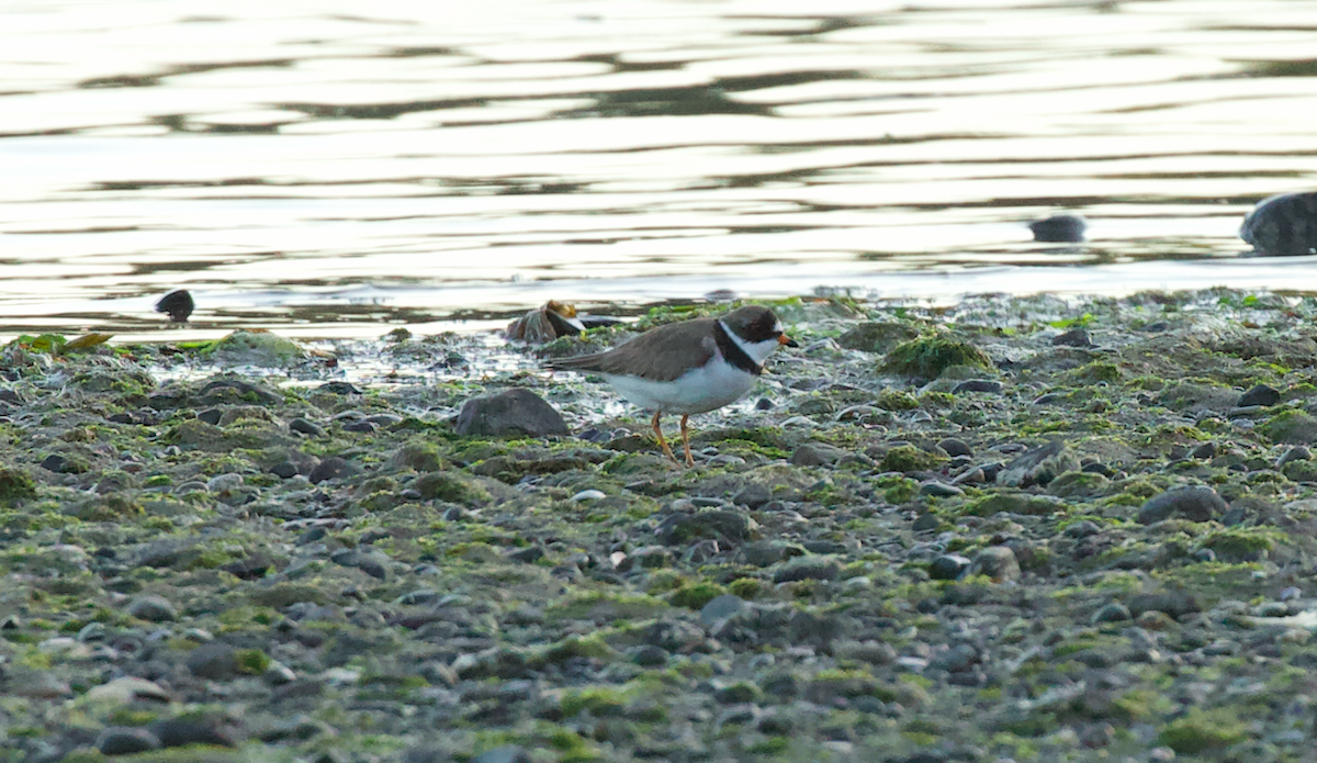 Semipalmated Plover - ML623327388