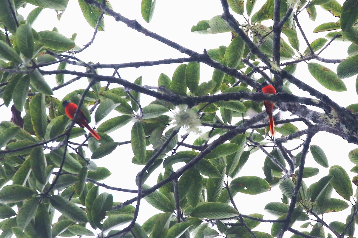 Gray-chinned Minivet - ML623327393