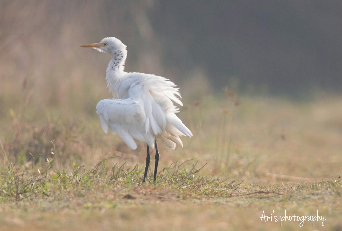 Eastern Cattle Egret - ML623327402