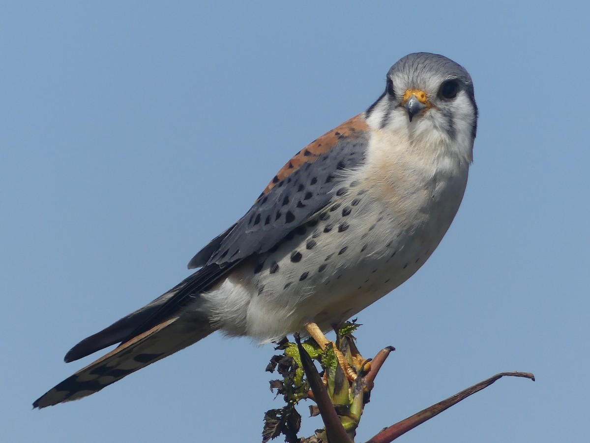 American Kestrel - ML623327408