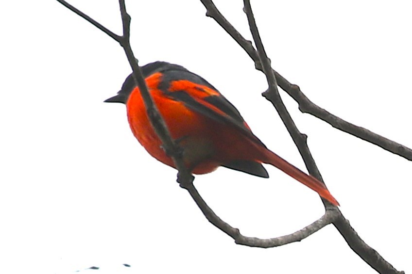 Gray-chinned Minivet - ML623327410