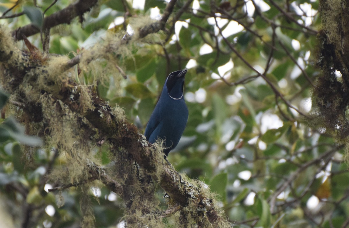 White-collared Jay - ML623327421