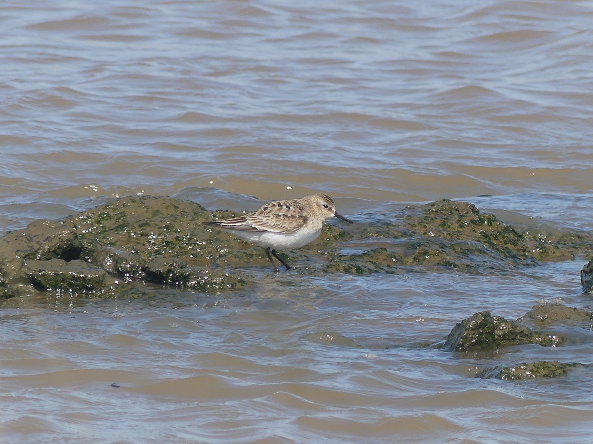 White-rumped Sandpiper - ML623327429