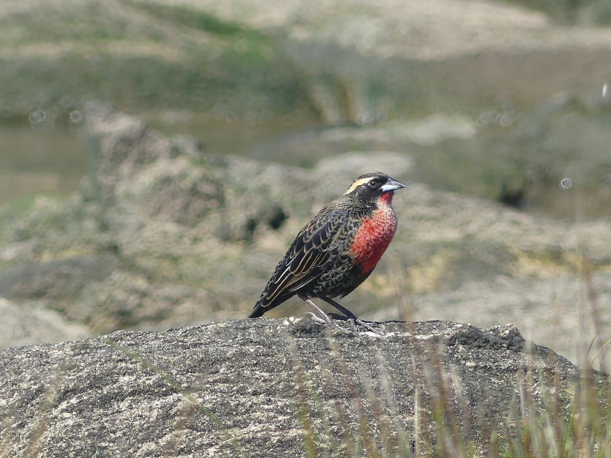 White-browed Meadowlark - ML623327462