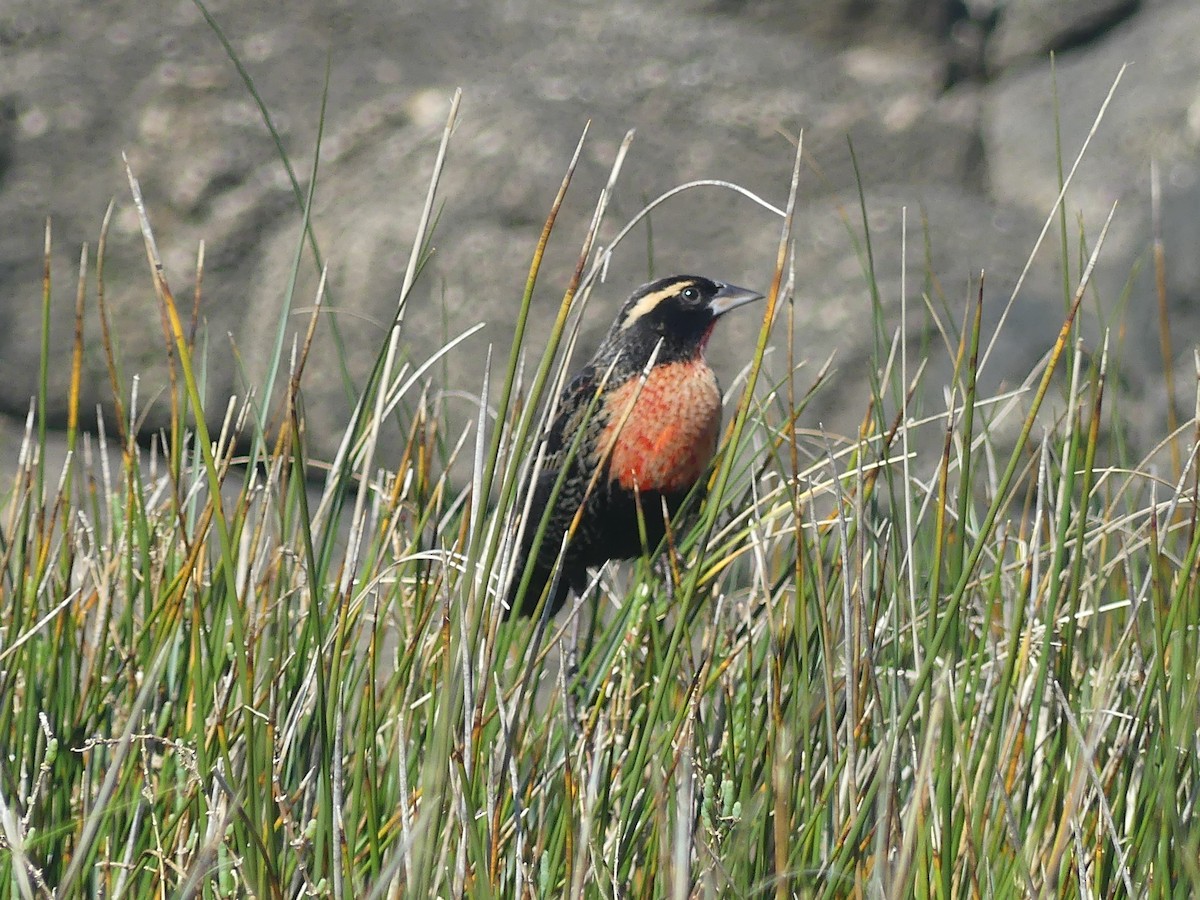 White-browed Meadowlark - ML623327469