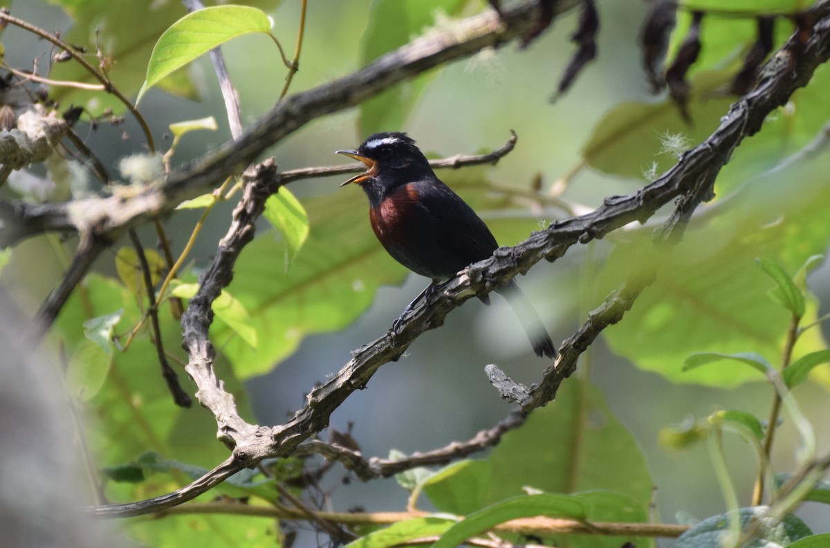 Maroon-belted Chat-Tyrant - ML623327472