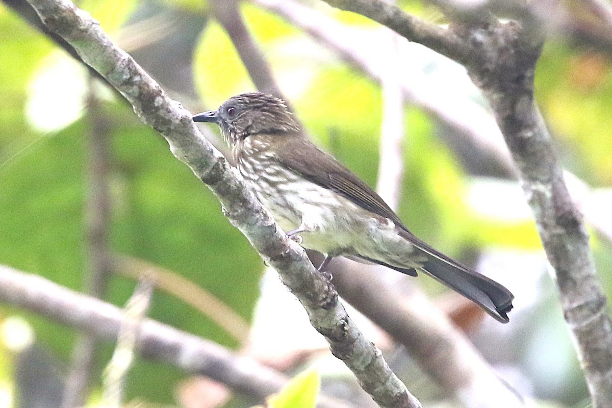 Sumatran Bulbul - ML623327474
