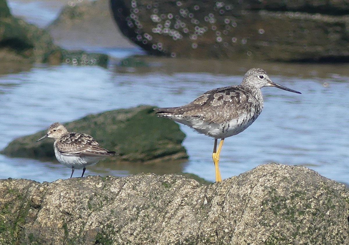 White-rumped Sandpiper - ML623327478