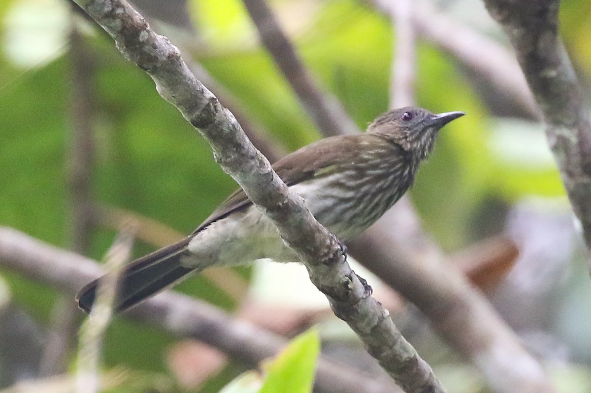 Sumatran Bulbul - ML623327484