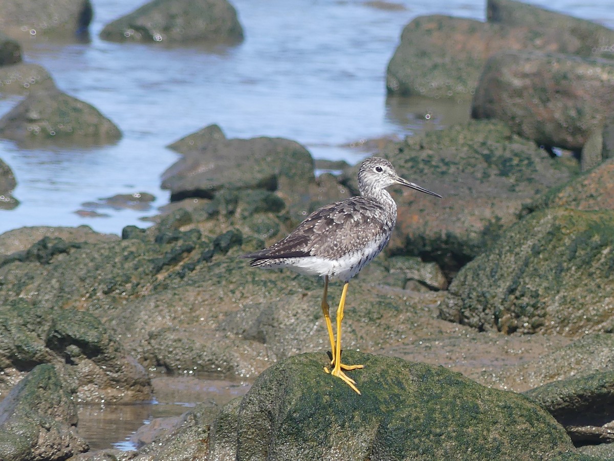 Greater Yellowlegs - ML623327494