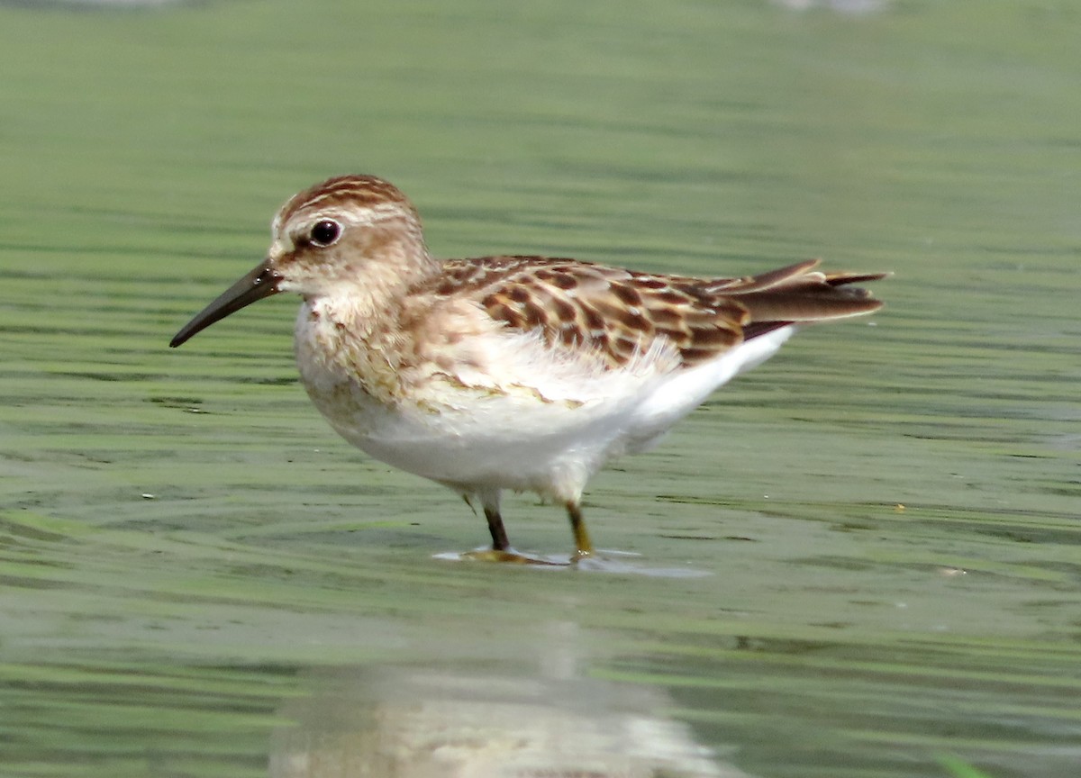 Least Sandpiper - ML623327506