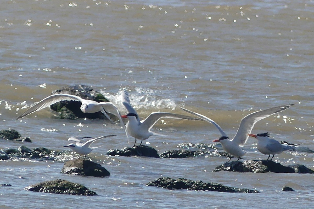 Royal Tern - Fernando Vilariño