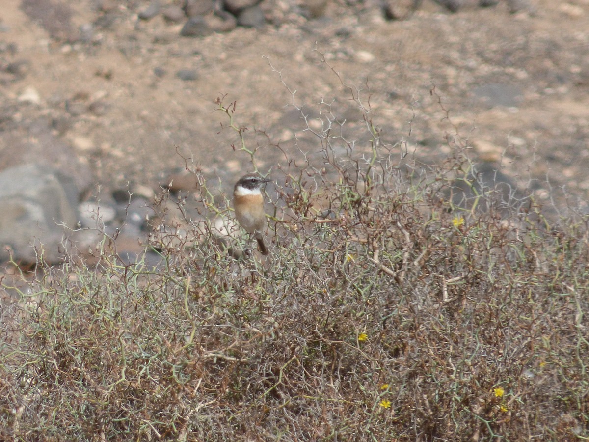 Fuerteventura Stonechat - ML623327576