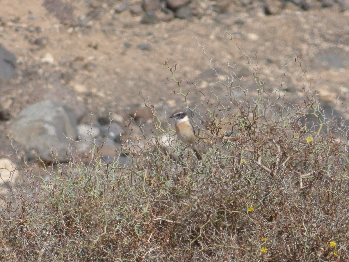 Fuerteventura Stonechat - ML623327577