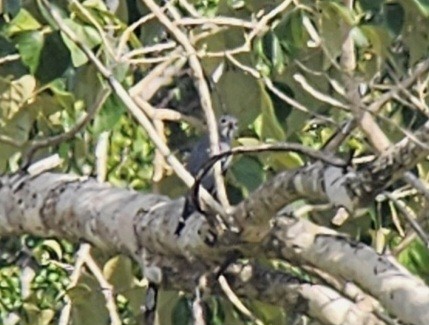 Lizard Buzzard - ML623327589