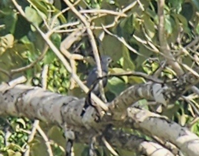 Lizard Buzzard - ML623327590