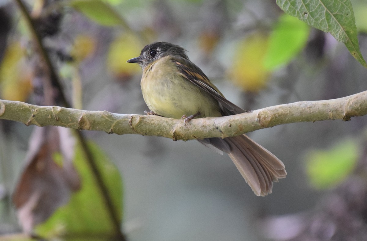 Inca Flycatcher - ML623327596