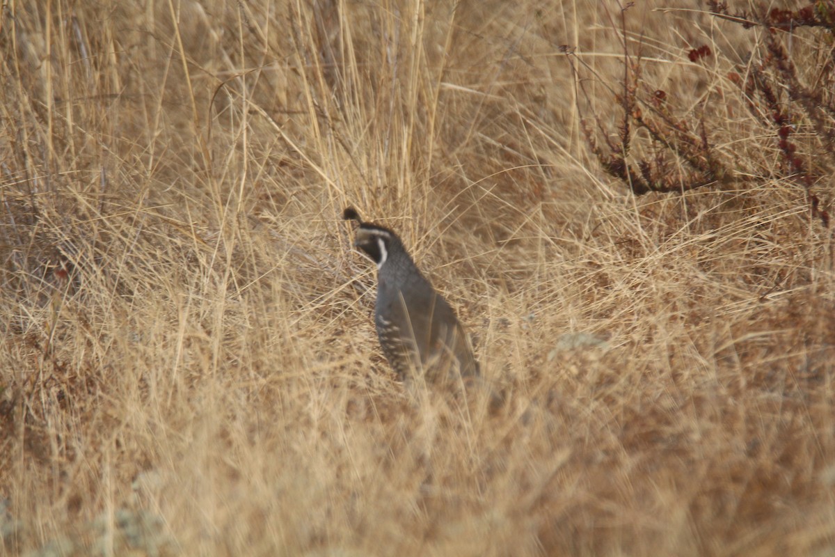 California Quail - ML623327616