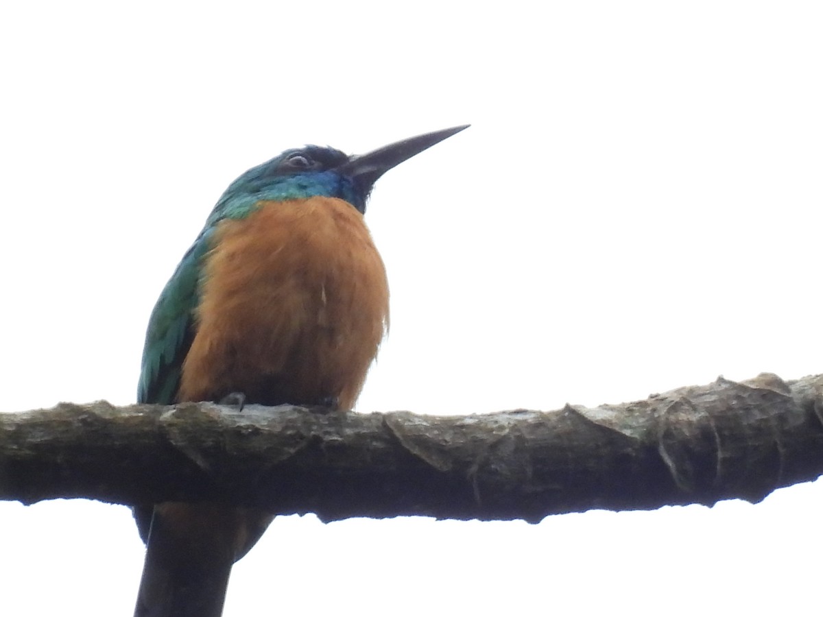 Great Jacamar - ML623327662