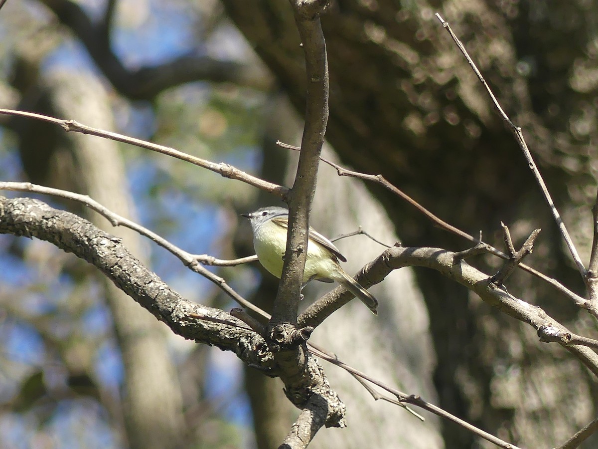 White-crested Tyrannulet - ML623327668