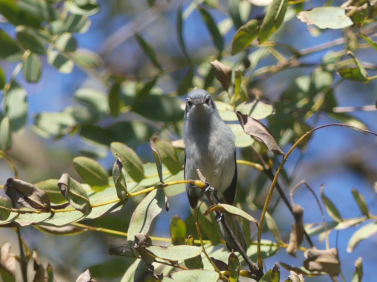 Masked Gnatcatcher - ML623327687