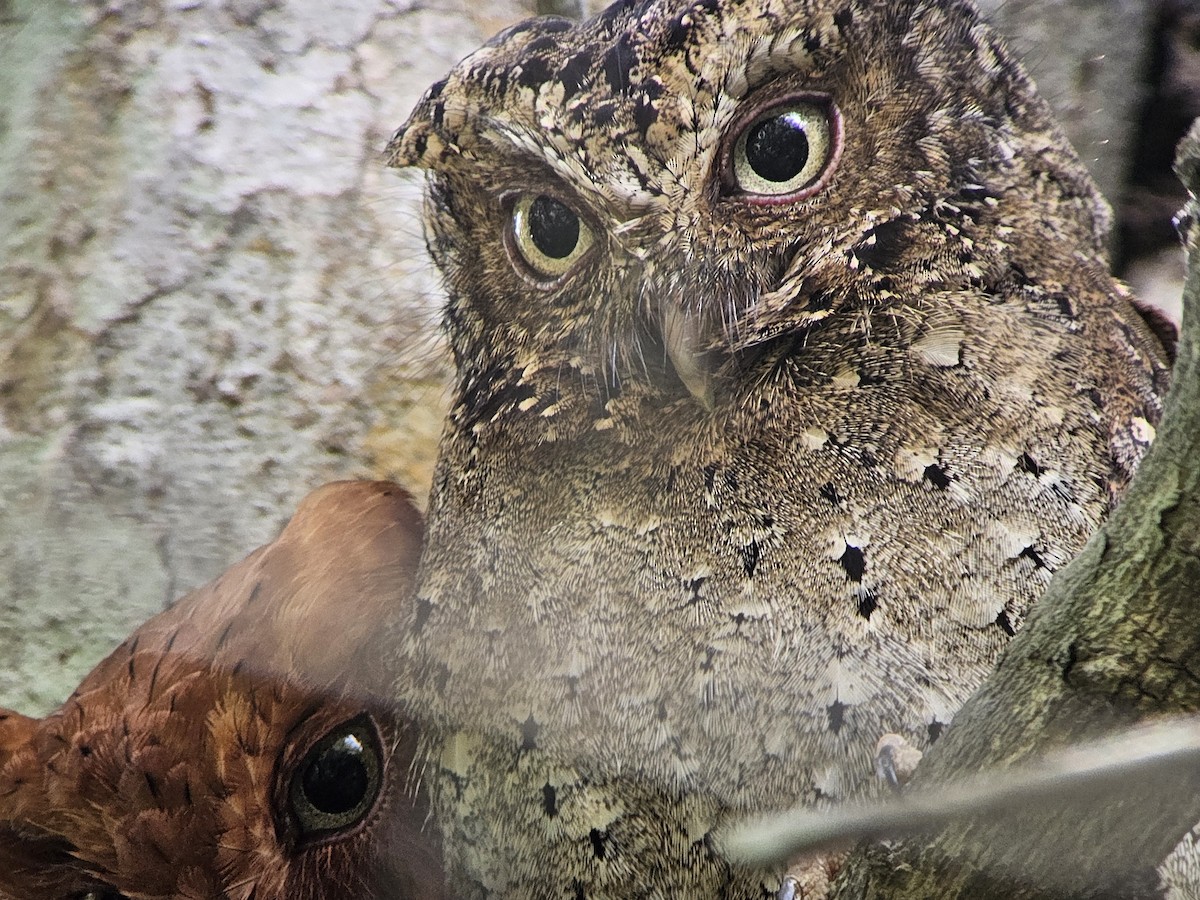 Sokoke Scops-Owl - ML623327706