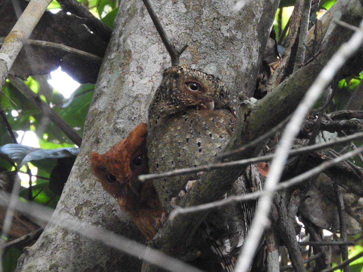 Sokoke Scops-Owl - ML623327708