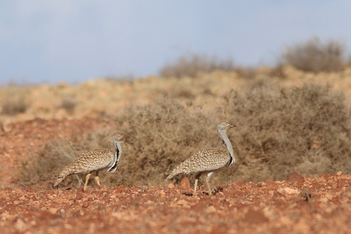 Houbara Bustard (Canary Is.) - ML623327733