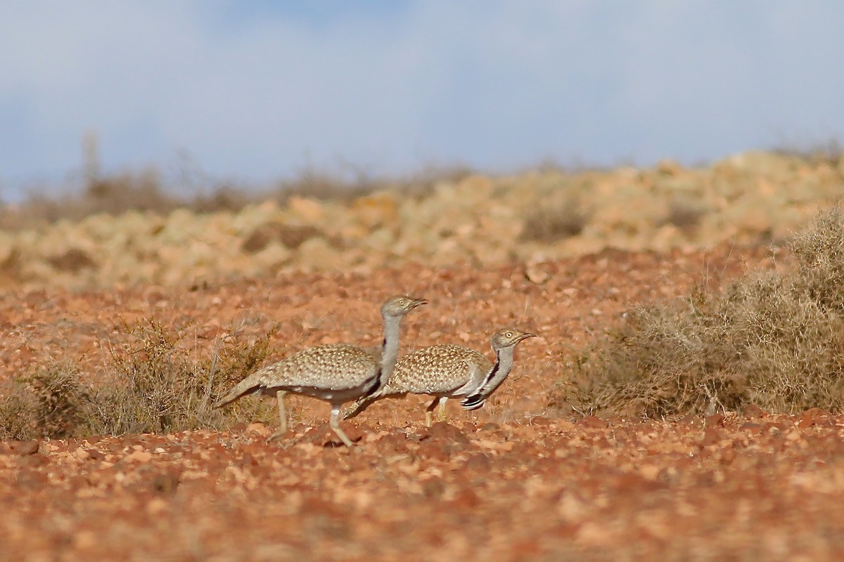 Houbara Bustard (Canary Is.) - ML623327734