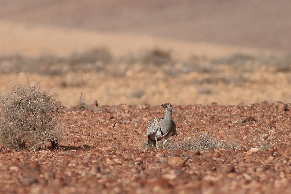 Houbara Bustard (Canary Is.) - ML623327735