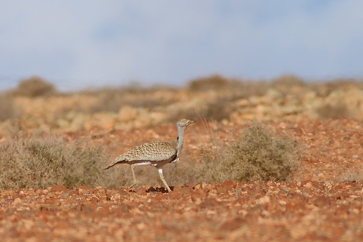 Houbara Bustard (Canary Is.) - ML623327736