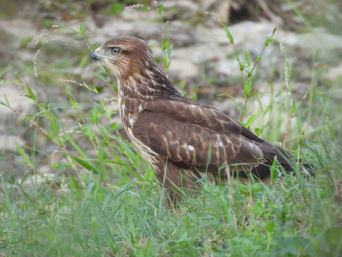 Common Buzzard - Siniša Vodopija