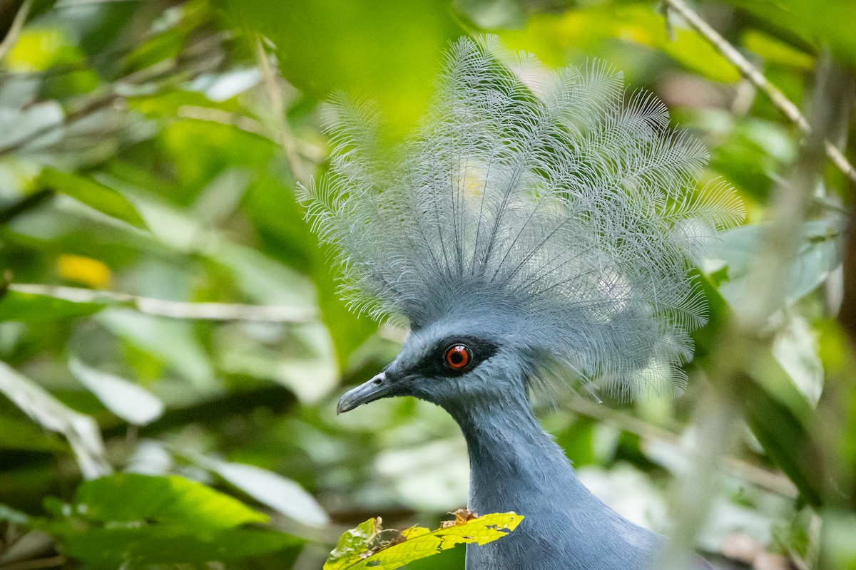 カンムリバト - ML623327783