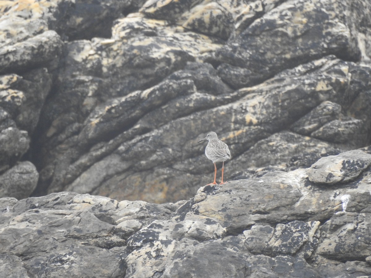 Common Redshank - ML623327829