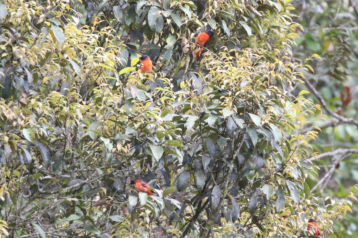 Sunda Minivet - ML623327838