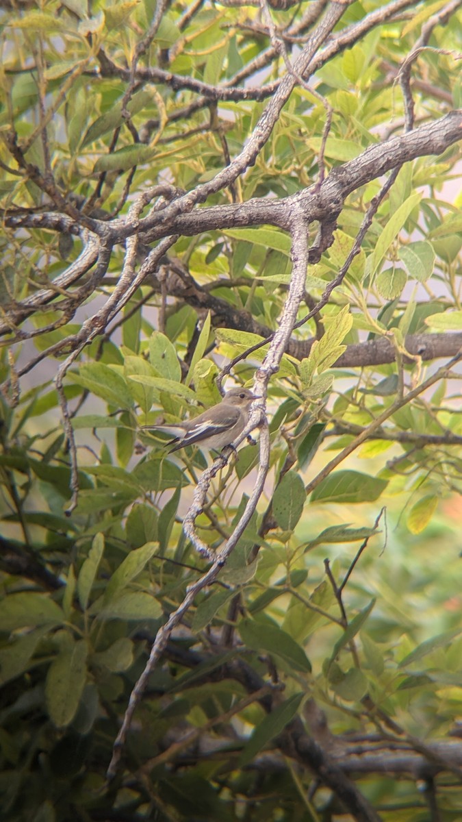 European Pied Flycatcher - ML623327862