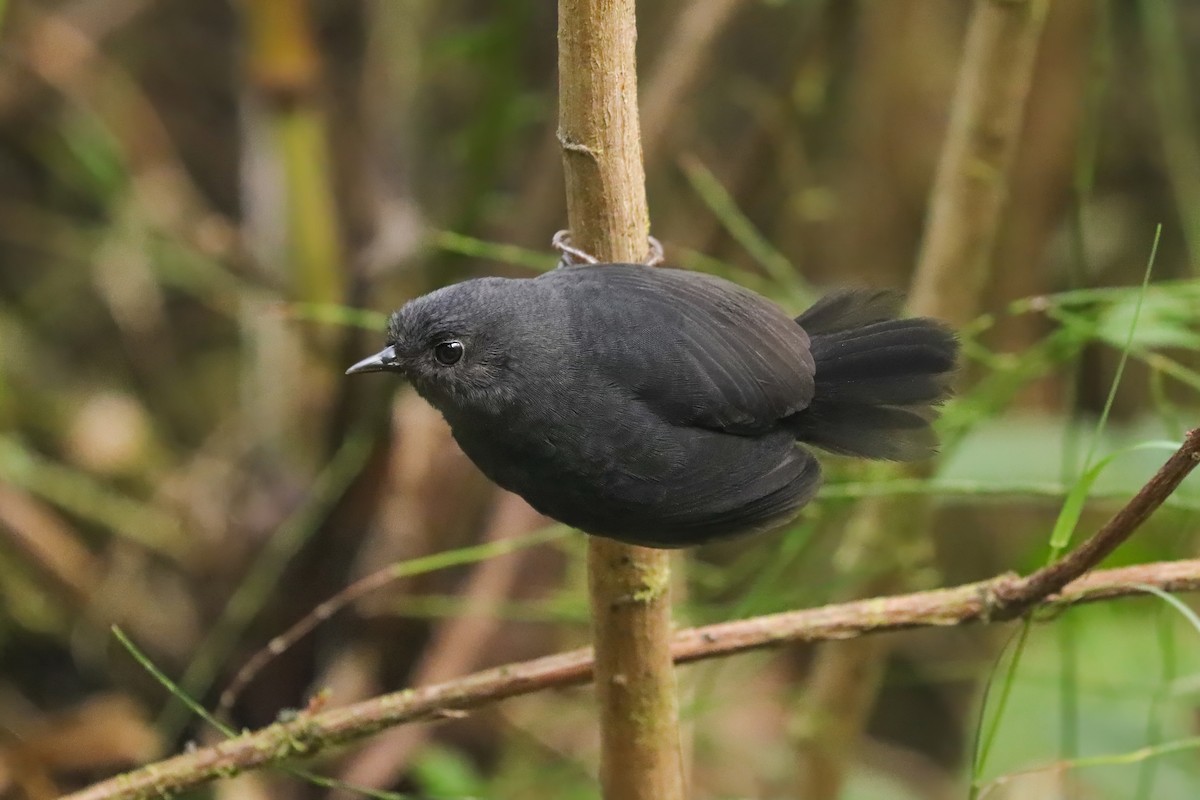 Junin Tapaculo - ML623327889