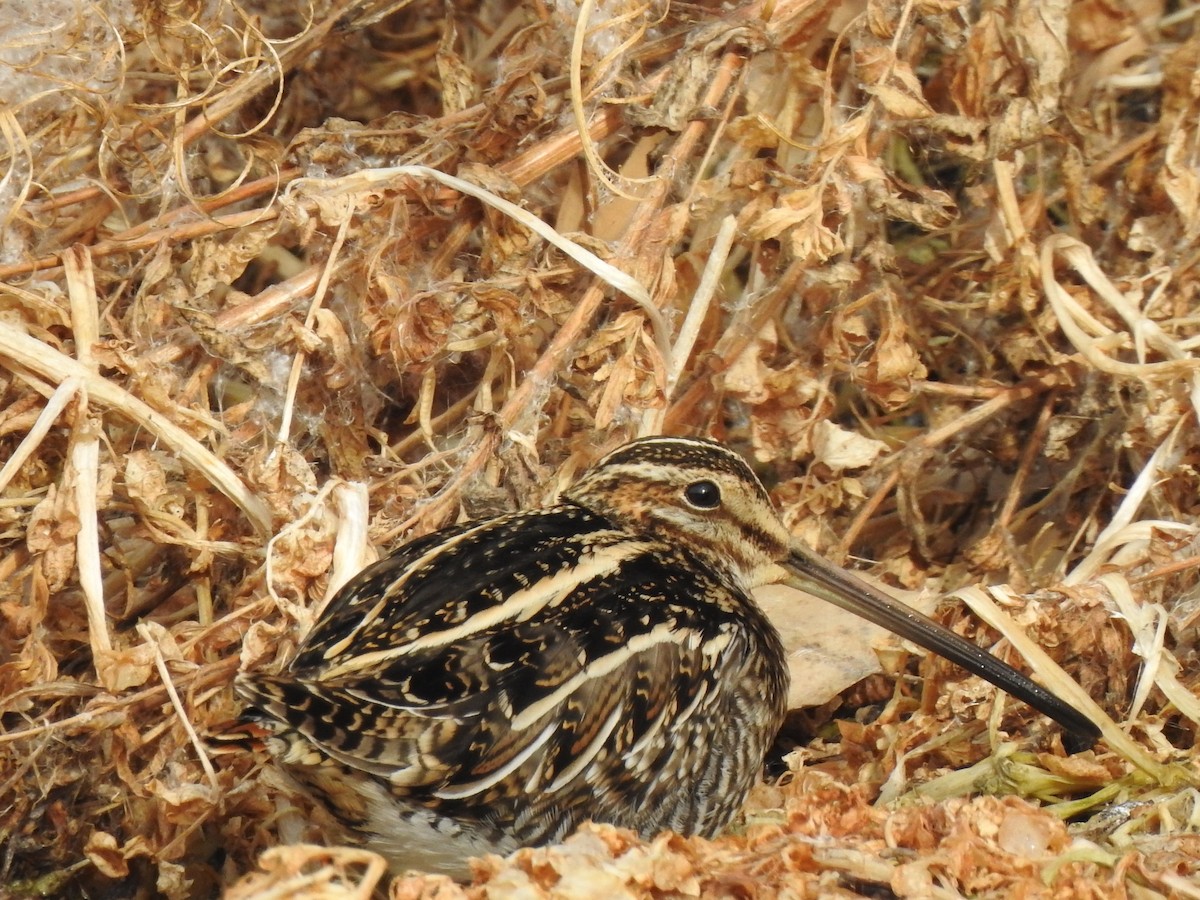 Wilson's Snipe - ML623327894
