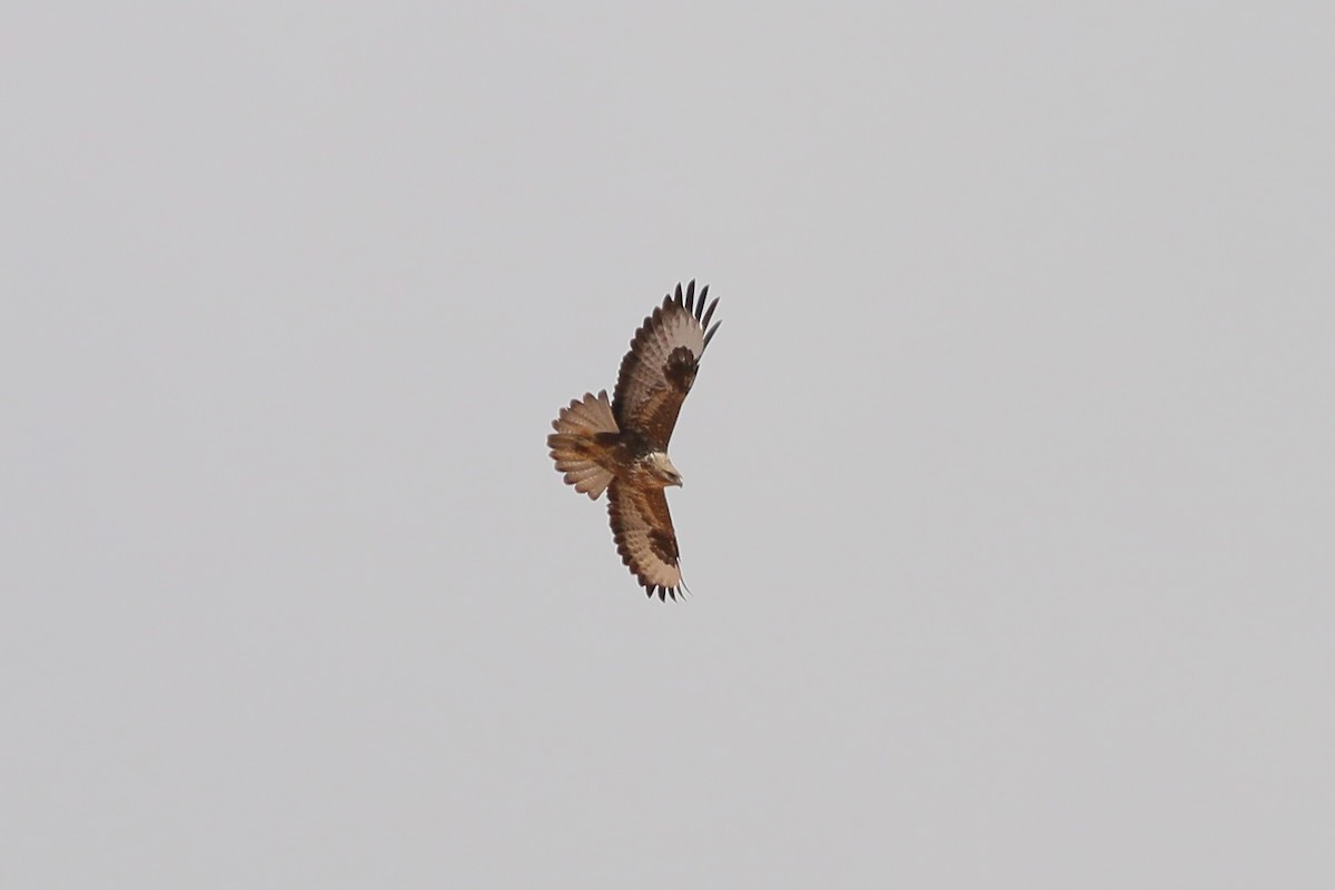 Common Buzzard (Canary Is.) - Jan Andersson