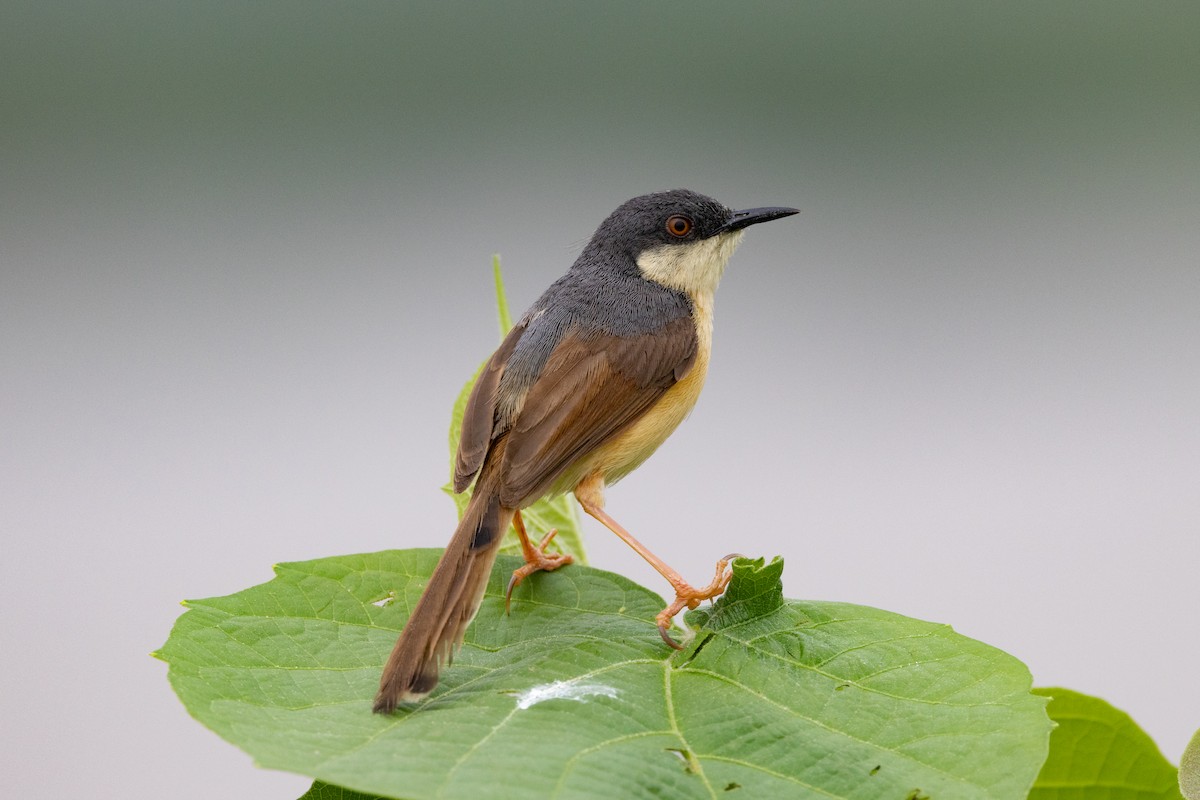 Ashy Prinia - ML623327983