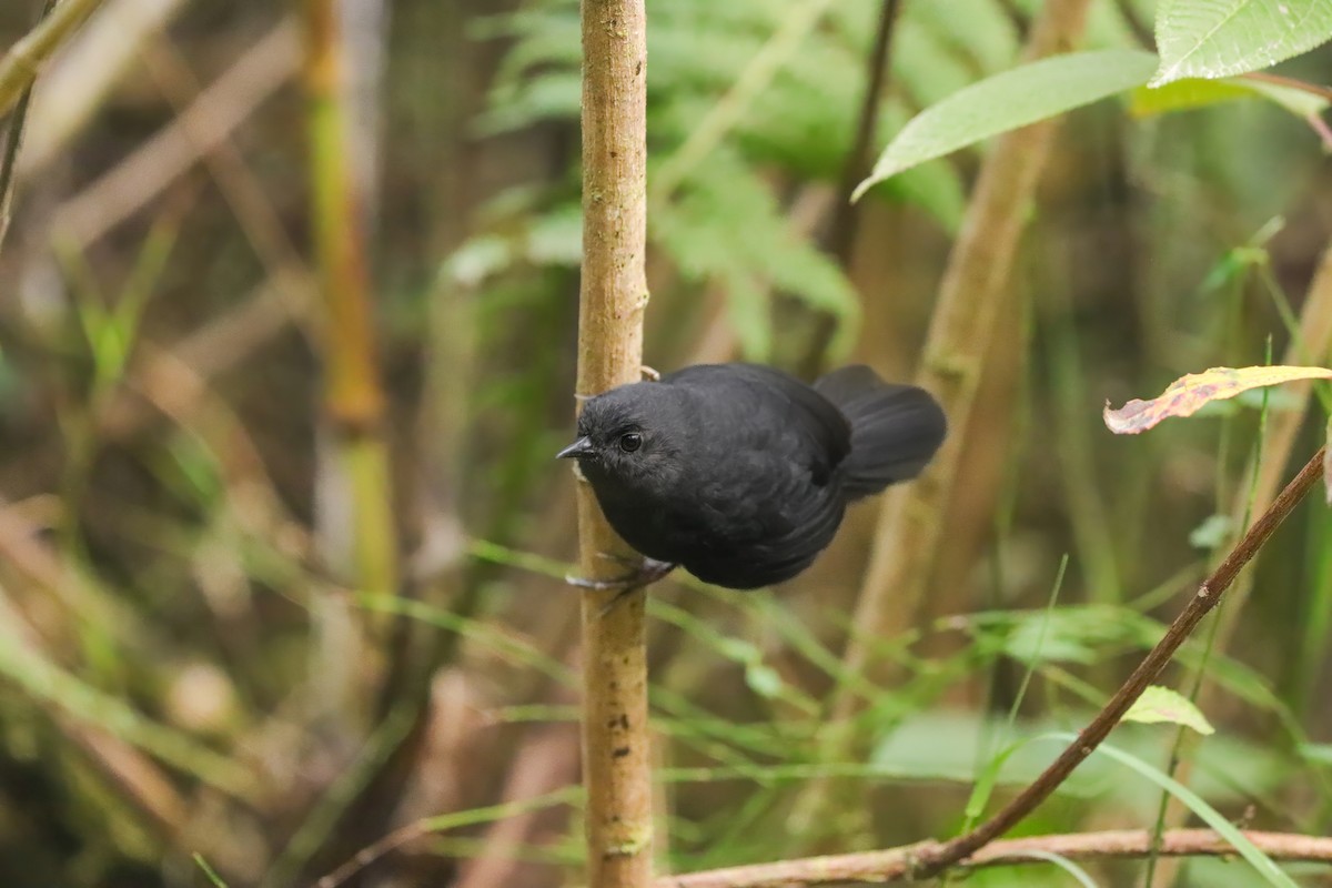 Junin Tapaculo - ML623328028