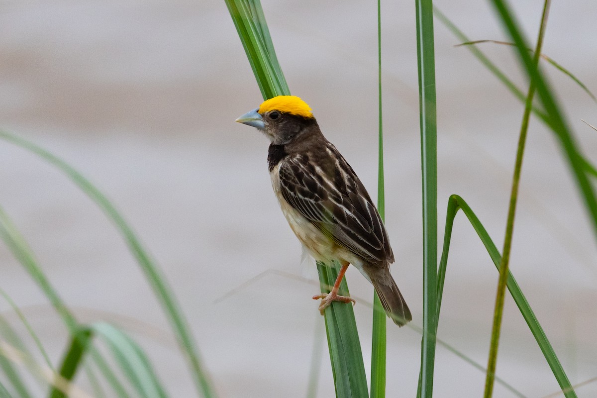 Black-breasted Weaver - ML623328043