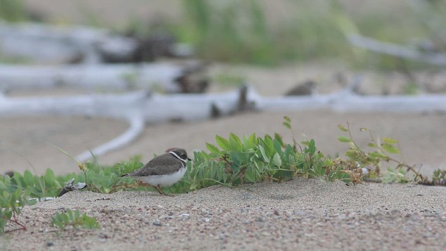 Semipalmated Plover - ML623328107