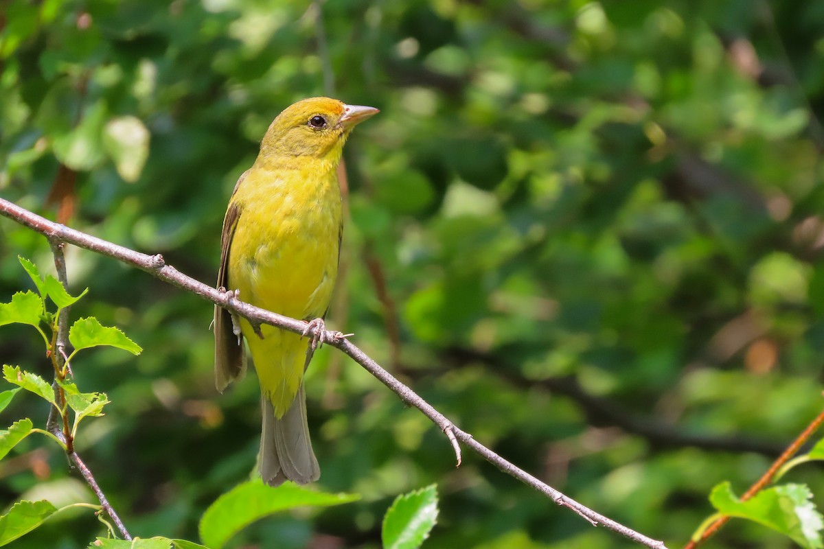 Western Tanager - Annika Abbott