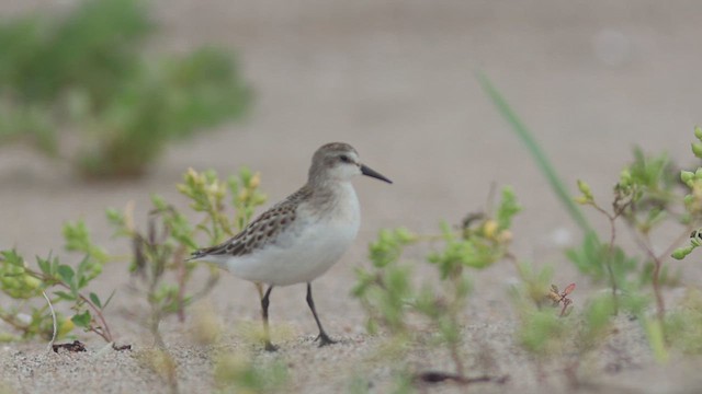 Semipalmated Sandpiper - ML623328185