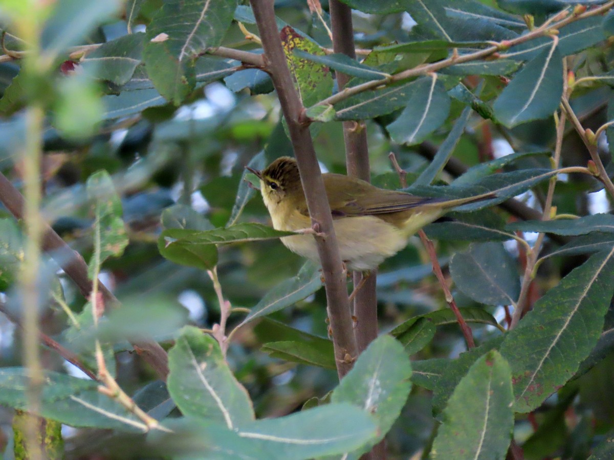 Willow Warbler - ML623328263