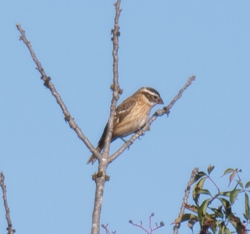 Rose-breasted Grosbeak - ML623328270