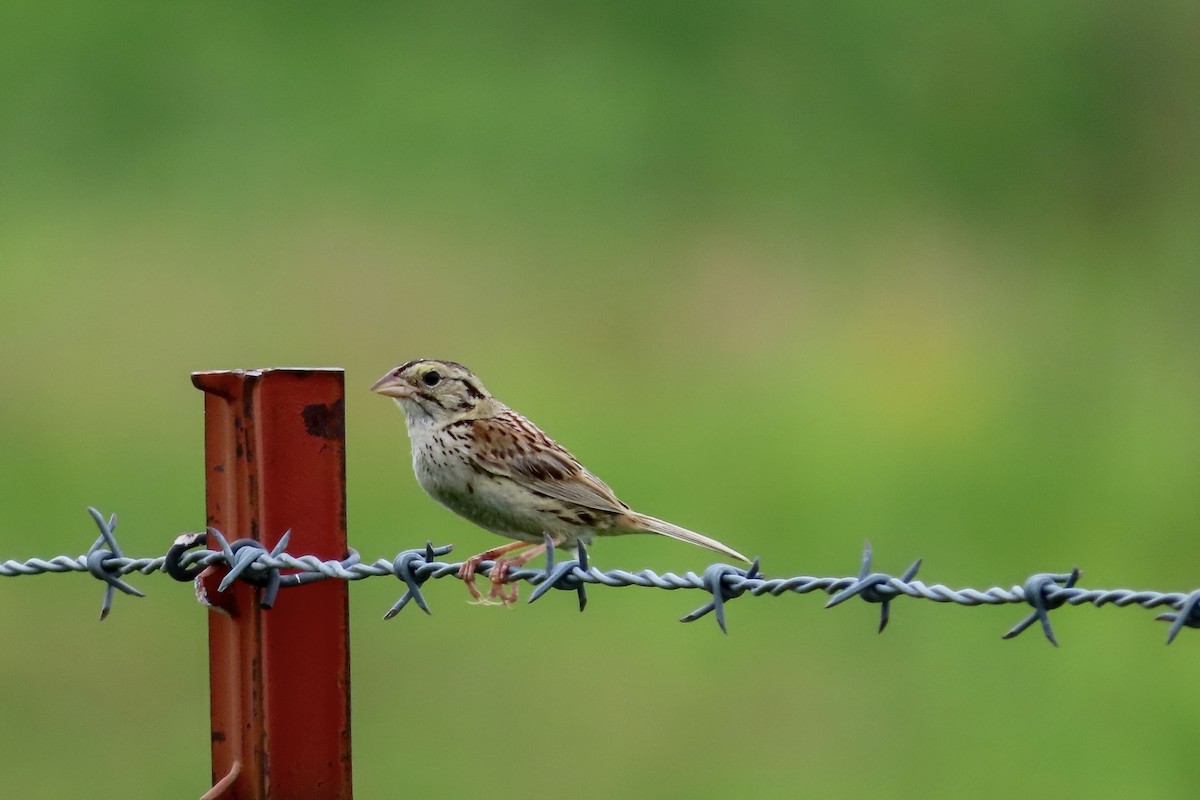 Henslow's Sparrow - Annika Abbott