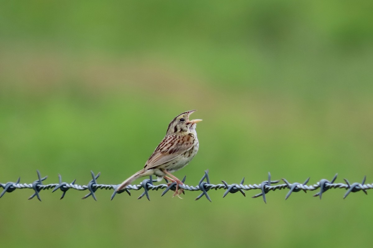 Henslow's Sparrow - ML623328275