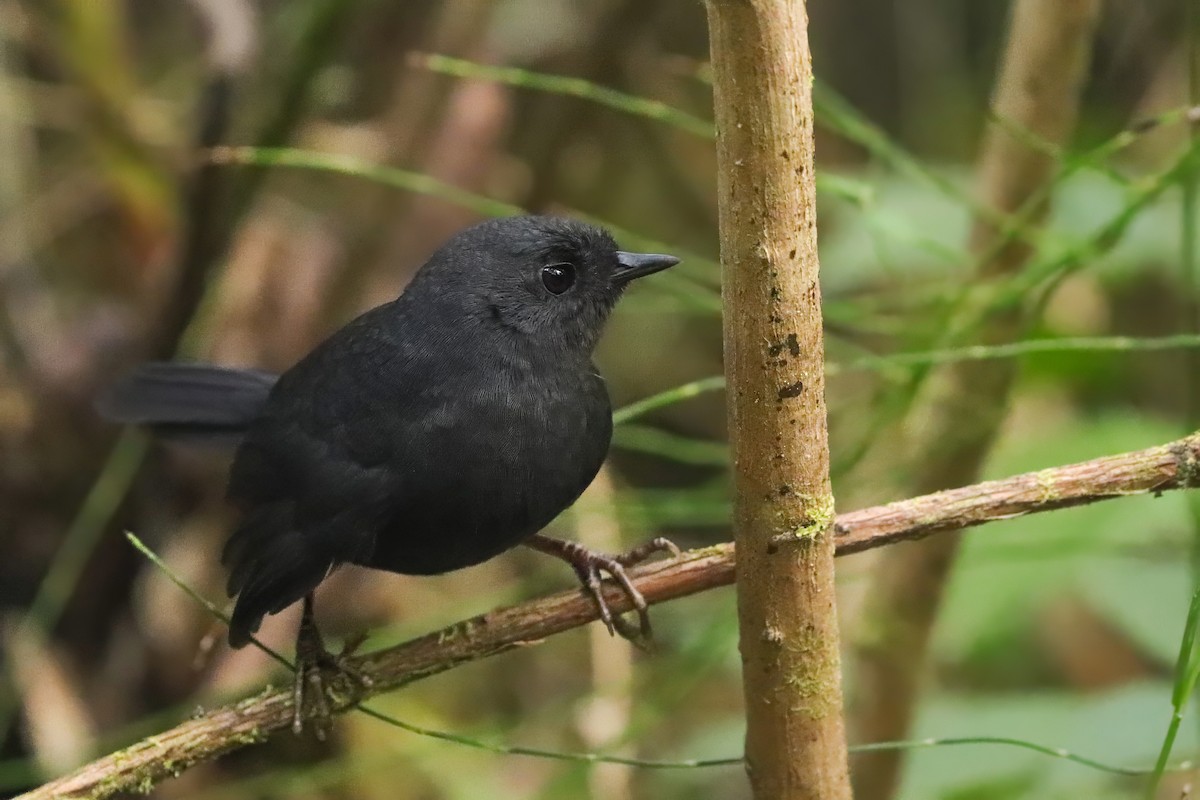 Junin Tapaculo - ML623328280